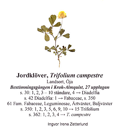 trifolium
